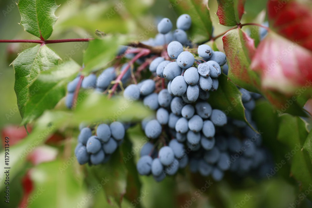 mahonia