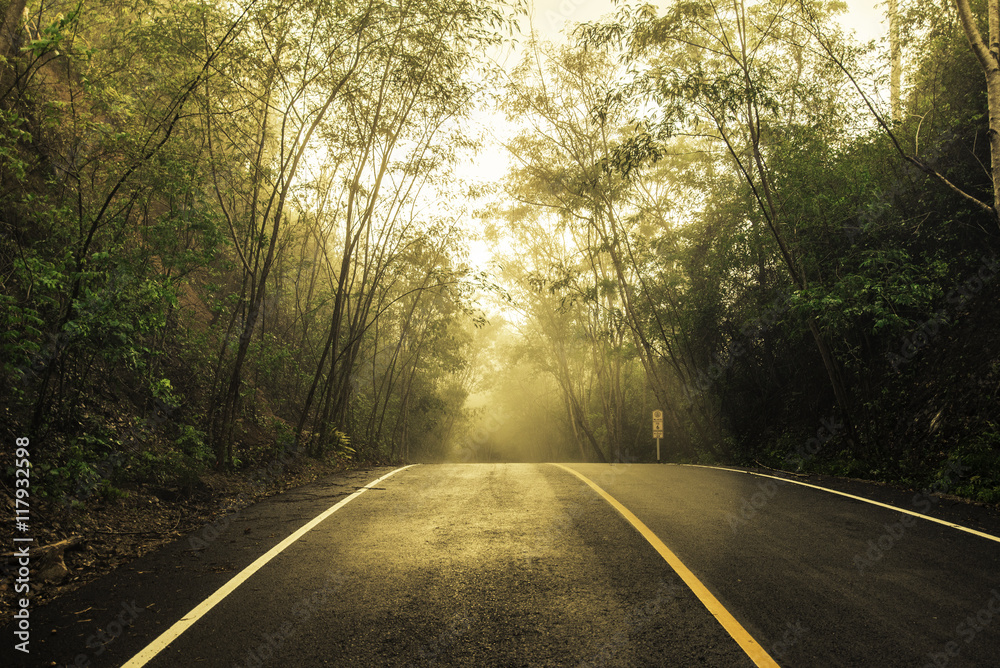 Forest road in early foggy after raining with visible light. Forest road in early foggy after raining with visible light.