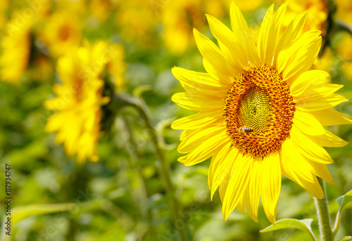 Sunflowers blooming in farm with blue sky.