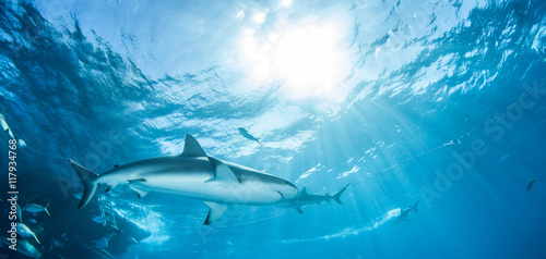 Caribbean Reef Shark