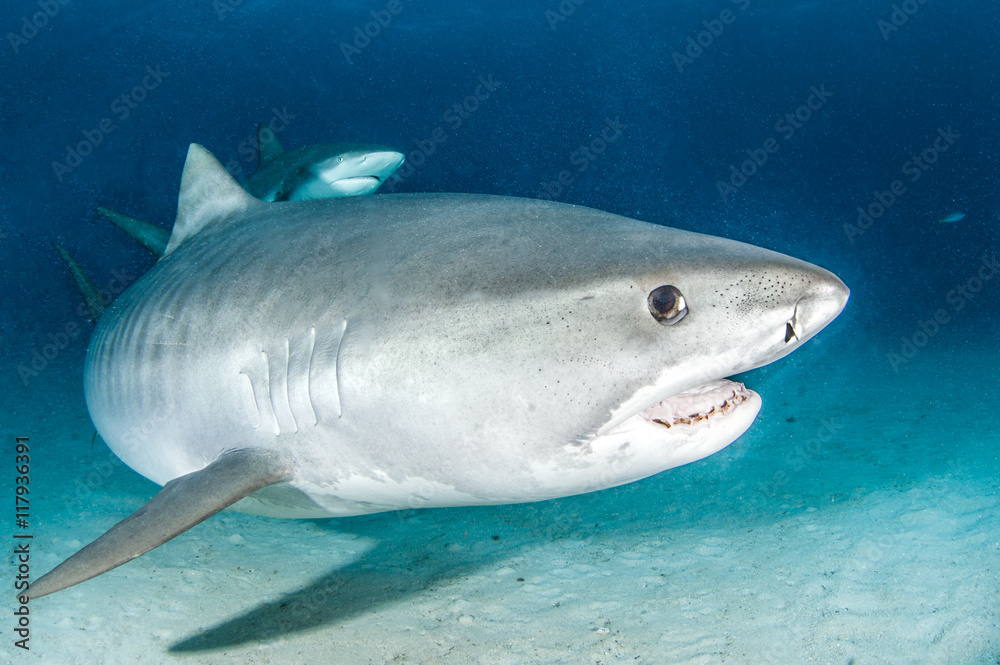 Fototapeta premium Tiger shark