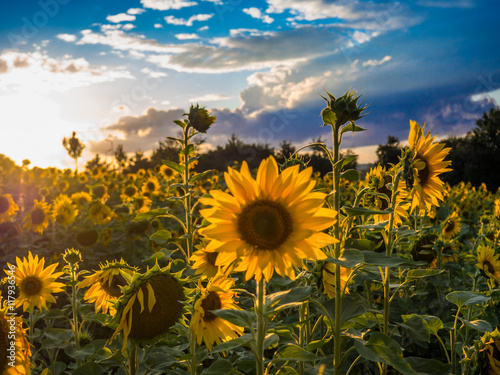 Fototapeta Naklejka Na Ścianę i Meble -  Sonnenblumenfeld im Sommer