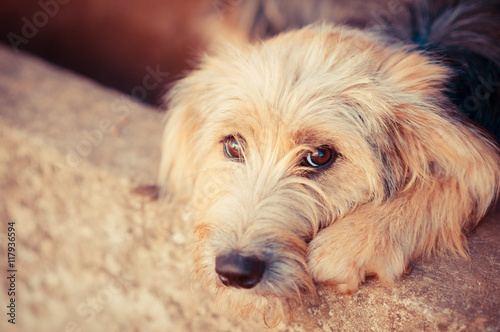 sad house-dog waits an owner in a court
