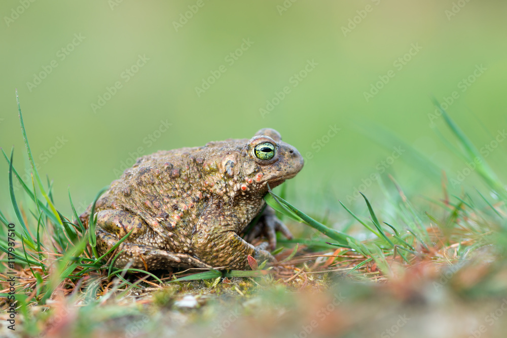 bufo calamita bufo calamita