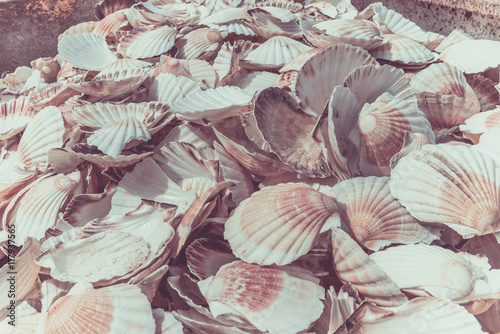 Scallop shells heap © dvoevnore