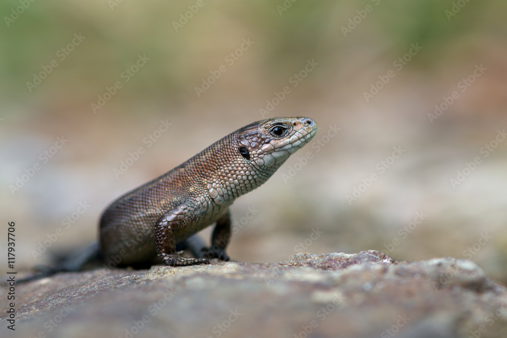 Viviparous lizard - Zootoca vivipara Viviparous lizard - Zootoca vivipara