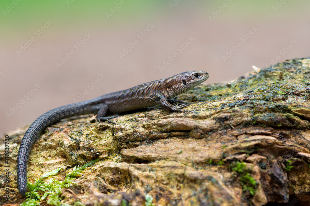 Fototapeta premium Viviparous lizard - Zootoca vivipara