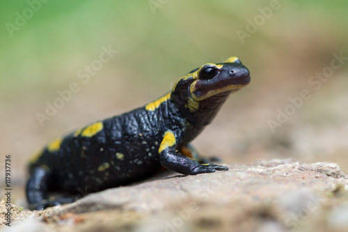 fire salamander © Marek R. Swadzba