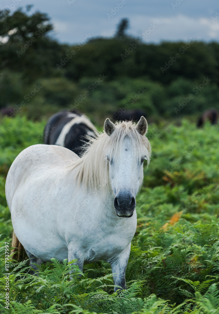 white pony horse in fern field - obrazy, fototapety, plakaty 