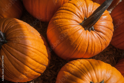 Autumn pumpkin thanksgiving background
