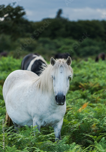 white pony horse in fern field