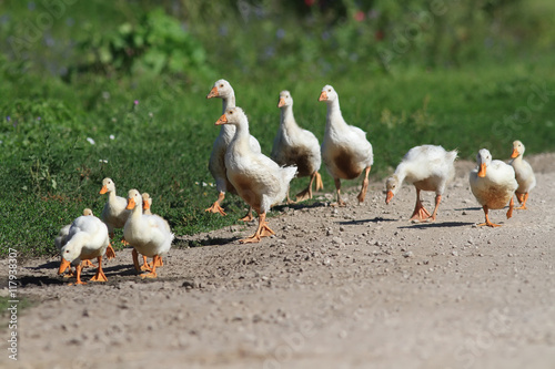 funny family of geese and white ducks crossing the road