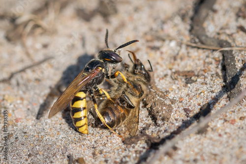 European Beewolf or Bee wolf wasp (Philanthus triangulum) with Honey Bee prey
