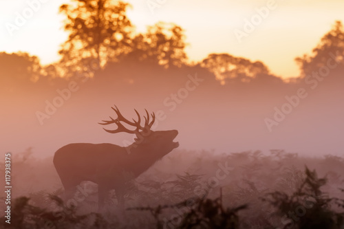 Moody silhouette of Red Deer rut stag  Cervus elaphus   bugling on a misty morning