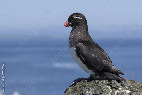 Photography parakeet auklet sitting on a rock near the colony sunny summer d