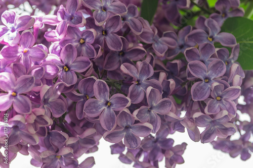 Blooming lilacs