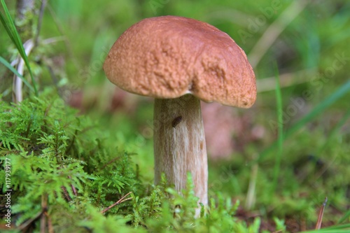 Mushrooms searching in forest. Bolete in moss the forest. Preaparing mushrooms sauce.
