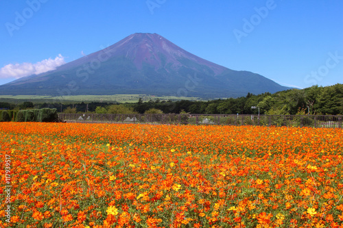 花の都公園と富士山 © Tozawa