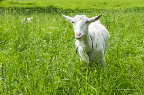 White goat grazing in the field. Pastoral views and rural animal grazing. The cattle in the pasture grazing. Horned cloven-hoofed livestock on a ranch. Goat's milk is good for health.