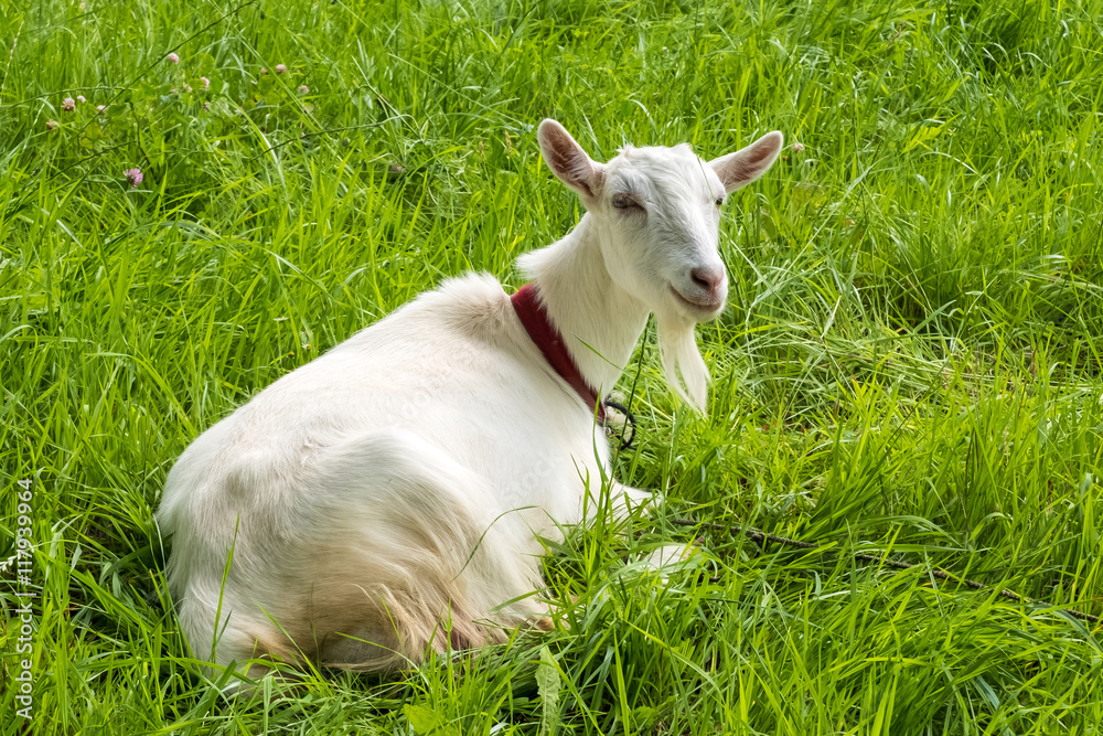 Obraz premium White goat on green grass. Pastoral views and rural animal grazing. Young goat in the meadow. Cattle in pasture grazing. Horned cloven-hoofed livestock on ranch. Goat's milk is good for health.