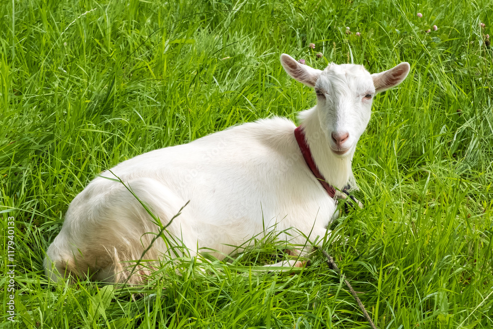 White goat on green fresh grass. Pastoral views and rural animal grazing. Young goat in the meadow. Cattle in pasture grazing. Horned cloven-hoofed livestock on ranch. Goat's milk is good for health. White goat on green fresh grass. Pastoral views and rural animal grazing. Young goat in the meadow. Cattle in pasture grazing. Horned cloven-hoofed livestock on ranch. Goat's milk is good for health.