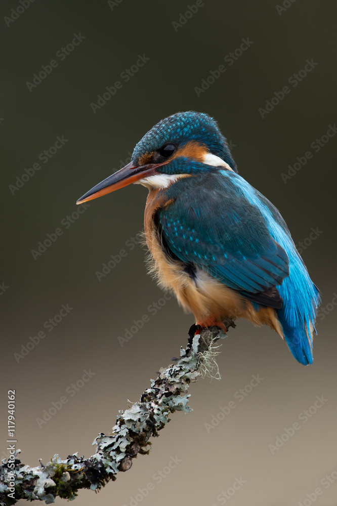 Fototapeta premium Kingfisher (Alcedo Atthis)/Kingfisher perched on moss covered branch