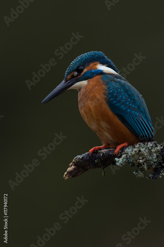 Kingfisher (Alcedo Atthis)/Kingfisher perched on moss covered branch © davemhuntphoto