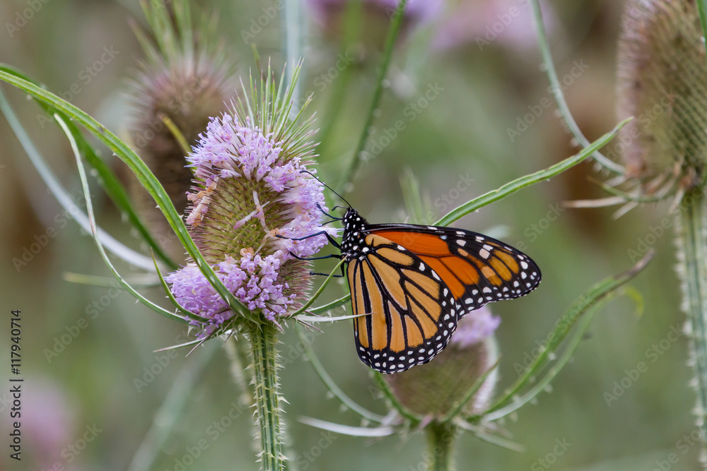Fototapeta premium Monarch Butterfly feeding on a flower.