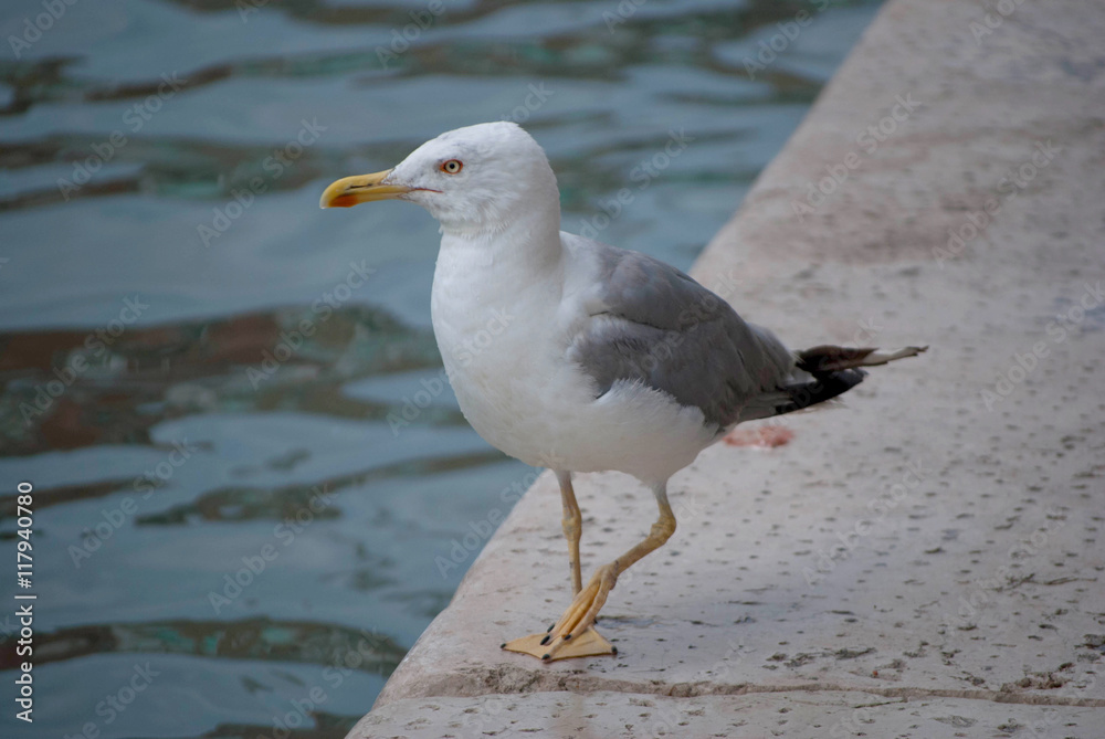 A Red-Lipped Seagull in Venice, Italy A Red-Lipped Seagull in Venice, Italy