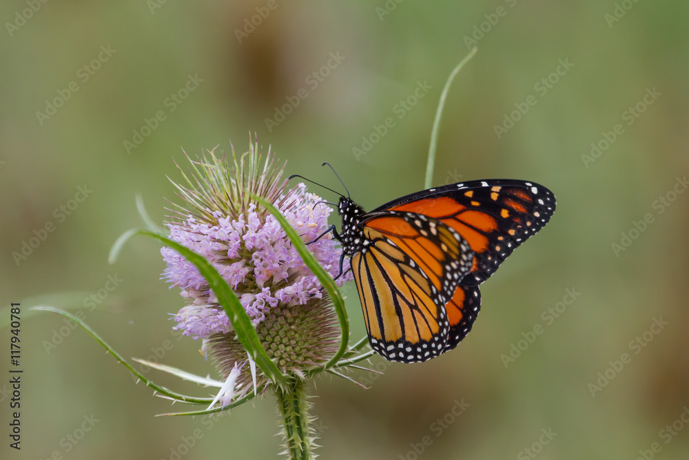 Naklejka premium Monarch Butterfly feeding on a flower.