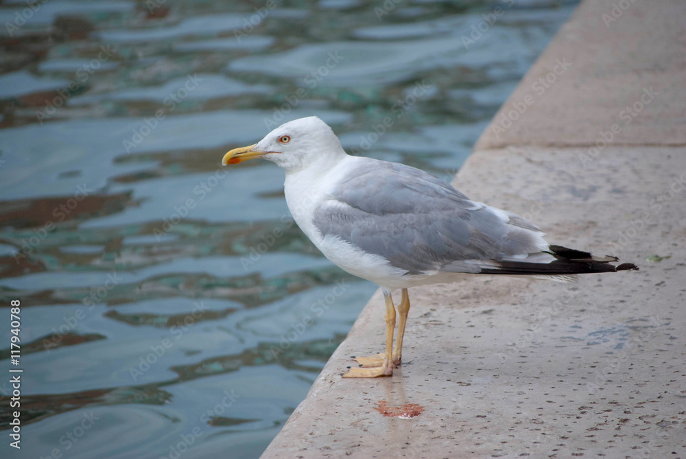A Red-Lipped Seagull in Venice, Italy A Red-Lipped Seagull in Venice, Italy