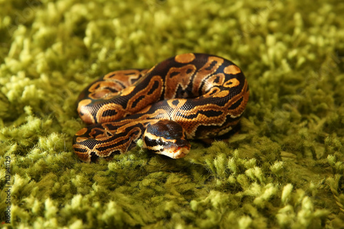 Python regius snake (royal or ball python) on green background
