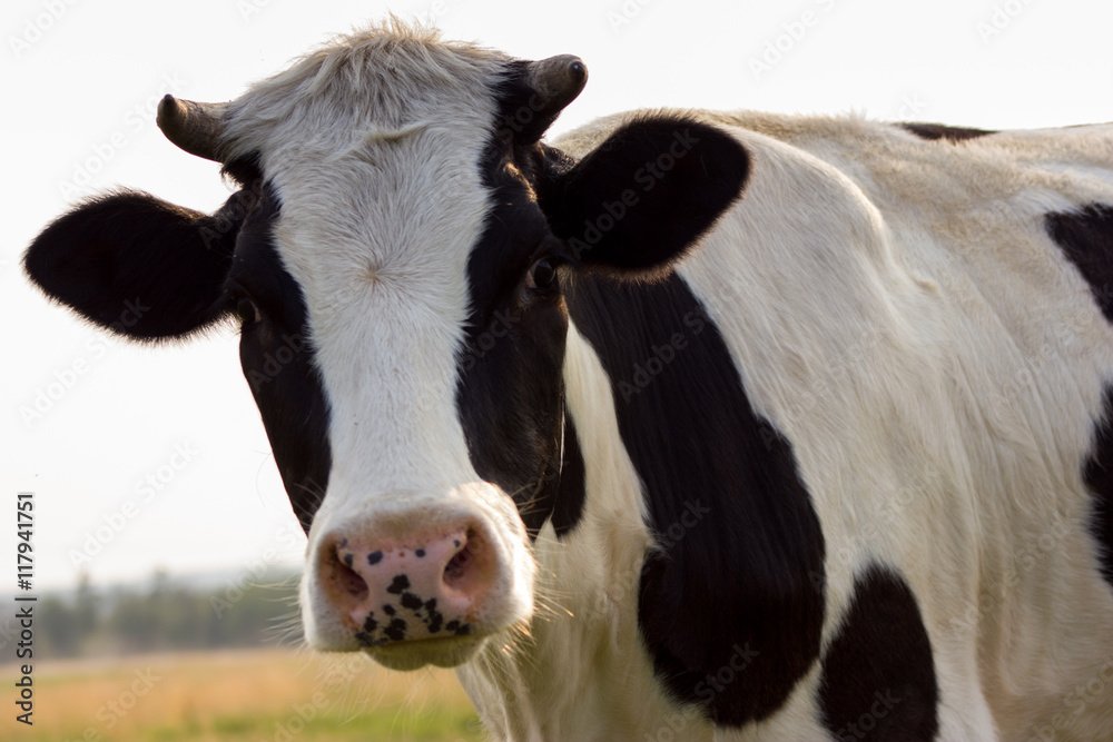 Portrait of cow