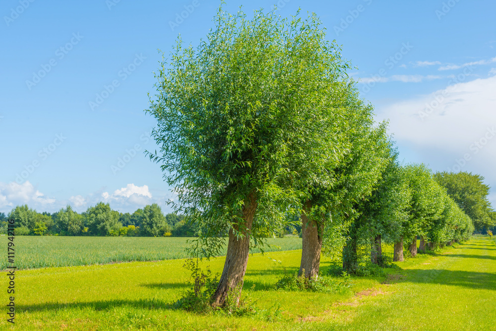 Willows in a meadow in summer