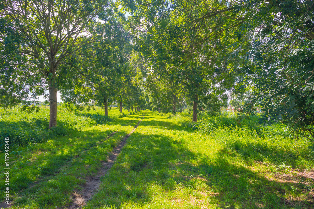 Fototapeta premium Path along trees in summer