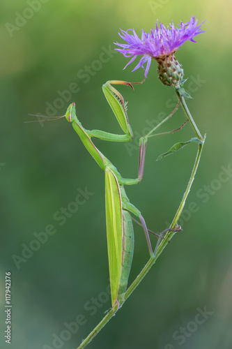 Mantis religiosa