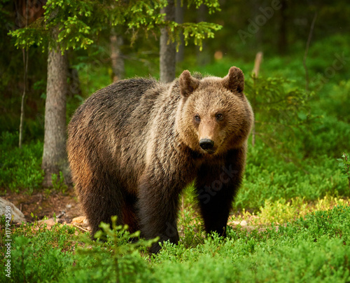 Female brown bear © lucaar
