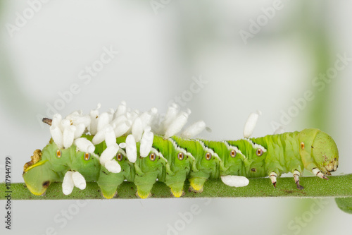 Recently emerged wasp cocoons on green larva photo