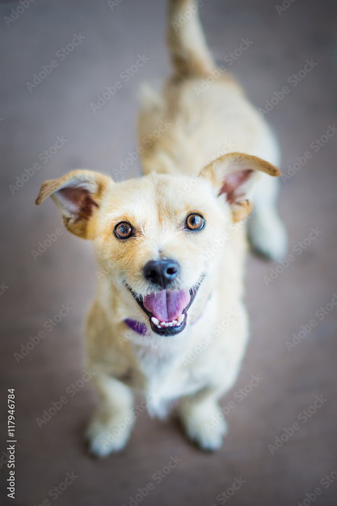 Little happy white/yellow/fawn terrier puppy smiling directly into the camera while looking upward