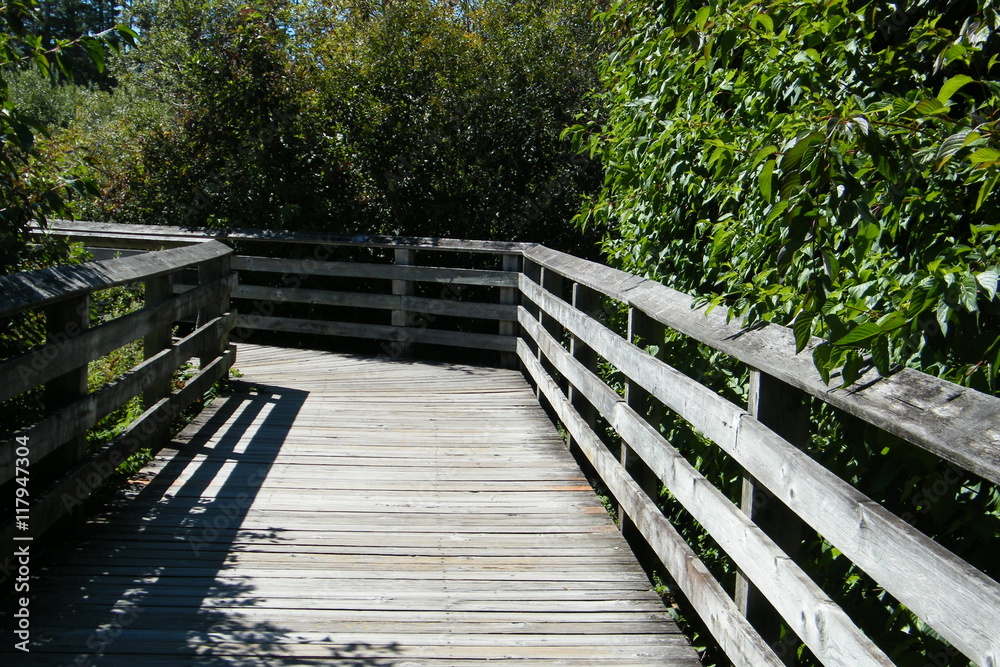 Wooden Boardwalk with Guard Rails Through the Trees