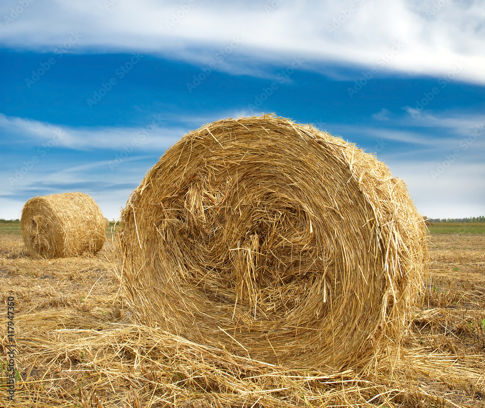 Hay bale in the countryside