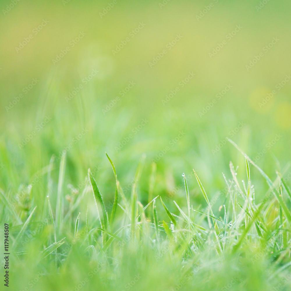 Green grass background