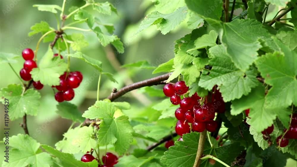 Closeup of a bunch of red currant berries on a sunny day