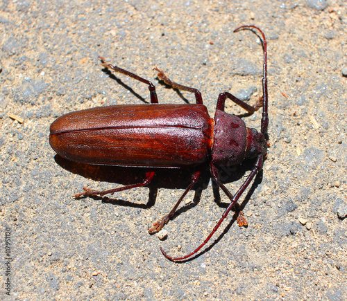 Palo Verde Beetle/Longhorn Beetle photo