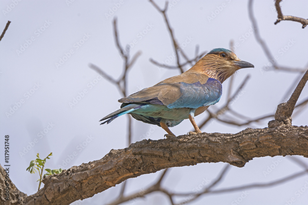 Fototapeta premium Indian Roller in a Tree