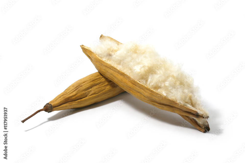 Kapok, Ceiba pentandra or White silk cotton tree( Ceiba pentandra (L.)  Gaertn. Wong) Bombacaceae. kapok seeds with white fiber for making pillow  isolated on white background Stock Photo