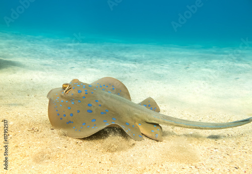 Blue Spotted stingray.