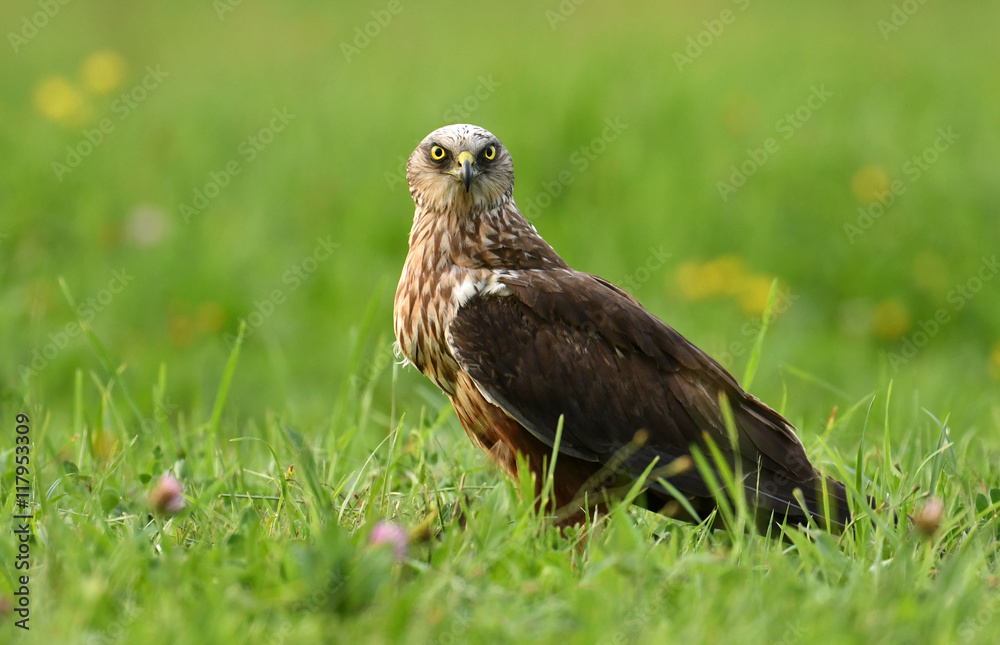 Marsh harrier (Circus aeruginosus) - male Marsh harrier (Circus aeruginosus) - male
