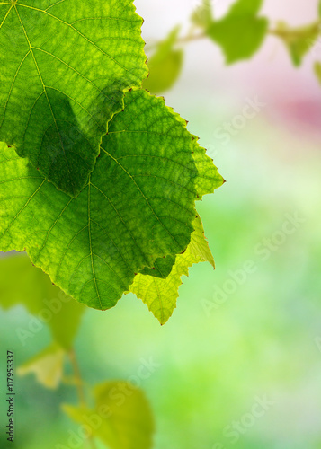 feuilles de vigne sur fond vignoble