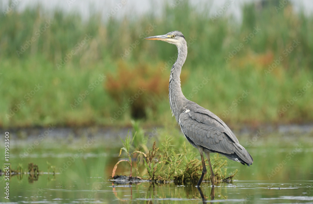 Fototapeta premium grey heron